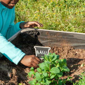 hand placing basil sign in garden